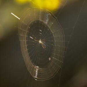 Photo-by-uditha-wickramanayaka-flickr-CC-BY-NC-2.0-330x330